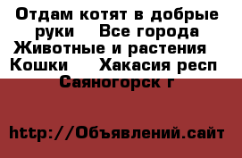 Отдам котят в добрые руки. - Все города Животные и растения » Кошки   . Хакасия респ.,Саяногорск г.